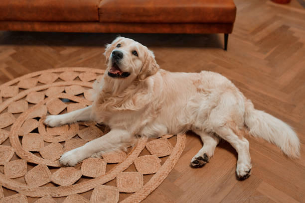 istock Couple with dog at home 1494578372