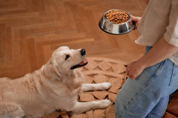 istock Couple with dog at home 1494578574