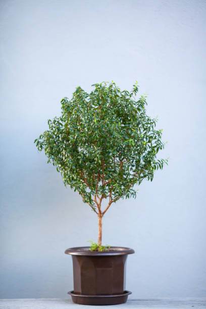 istock Myrtle houseplant in a pot on a light grey background. 1494578579