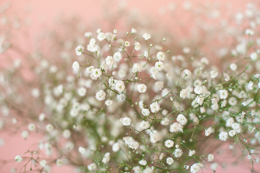 white flowers, baby's breath close-up background