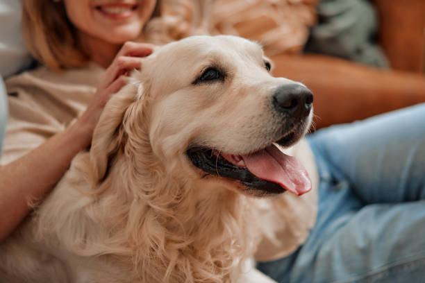 istock Couple with dog at home 1494578638