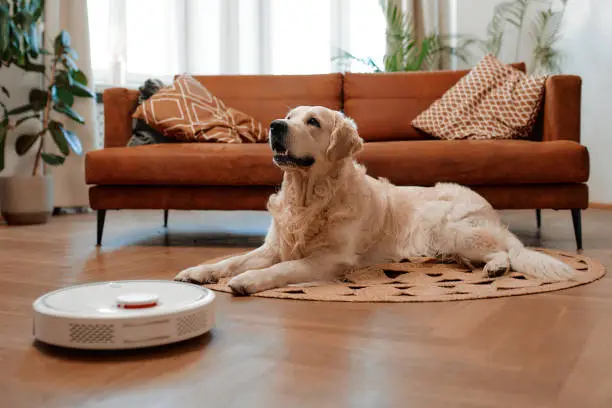 A beautiful purebred labrador dog lying on a rug on the floor in the living room at home, in the foreground a robot vacuum cleaner cleans the house.