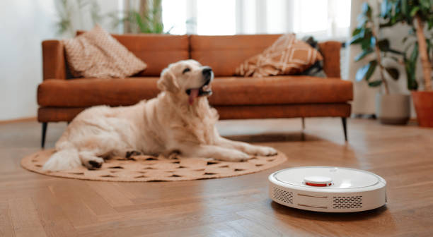 istock Couple with dog at home 1494578746