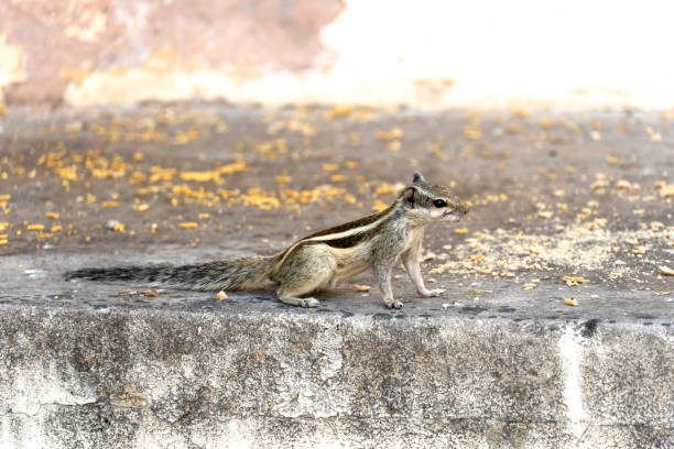 istock City palace in Jaipur, India squirrels 1494579172