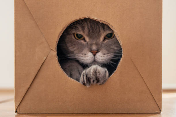 istock Curious and playful cat in a cardboard box 1494579351