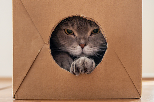 Curious and playful cat in a cardboard box