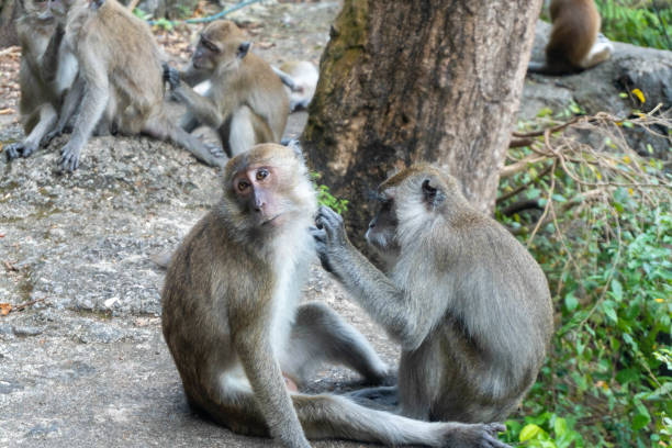 istock Monkeys looking at lices / bugs on each other, in Krabi, Thailand 1494580406