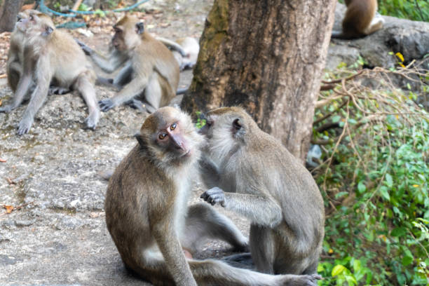 istock Monkeys looking at lices / bugs on each other, in Krabi, Thailand 1494580407
