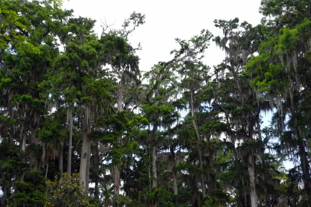 Photo of Cypress Trees and Spanish Moss