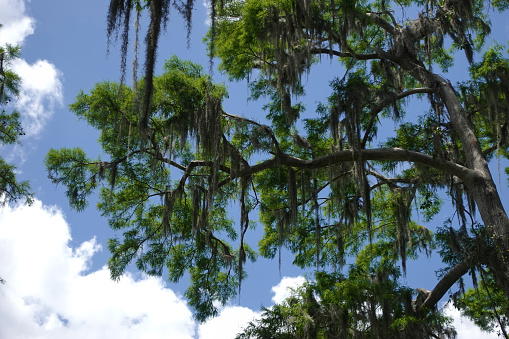 Beautiful Bald Cypress tree covered in Spanish Moss with a blue sky in the background