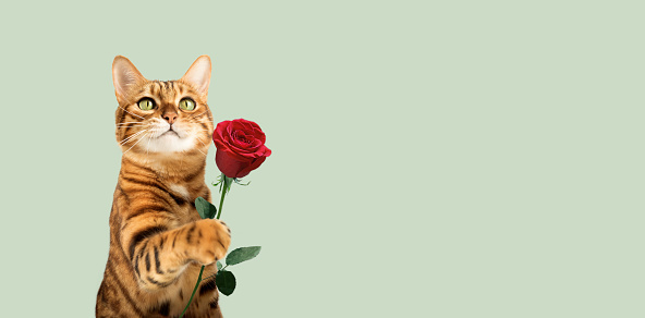 Red cat with a rose flower in its paw for a holiday on a colored background. copy space