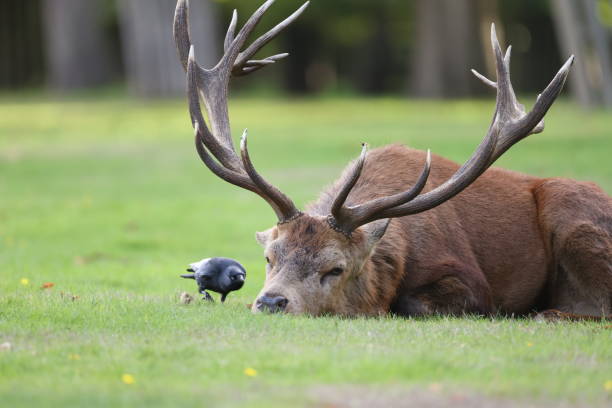 um cervo sonolento - bushy park - fotografias e filmes do acervo