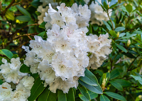 A macro shot os a white Rhododendron flower cluster at a garden in Seatac, Washington.
