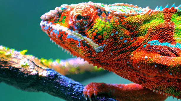 kameleon pantery występuje w genialnej gamie wzorów i kolorów - gekkonidae zdjęcia i obrazy z banku zdjęć