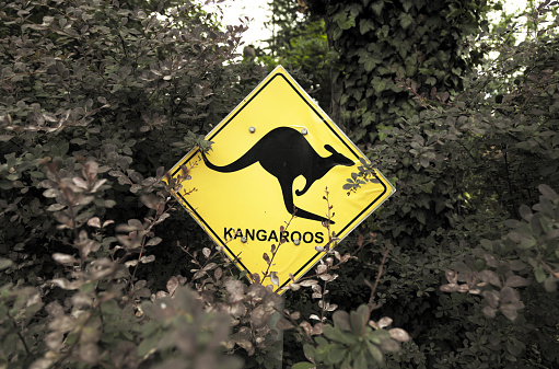 traffic sign representing a kangaroo