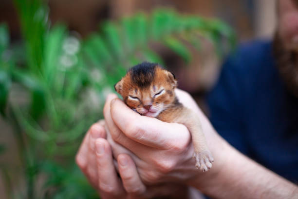One week old abyssinian ruddy kitten in mans hands.