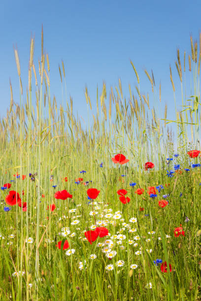 istock Biodiversity conservation - wildflower borders along farm fields to support pollinators and other wildlife 1494584201