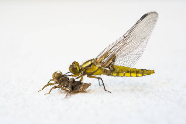 istock a fresh dragonfly closeup outdoor 1494584274