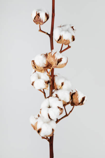istock Minimal flat lay composition from delicate cotton branch flowers for design with blank space. 1494584327