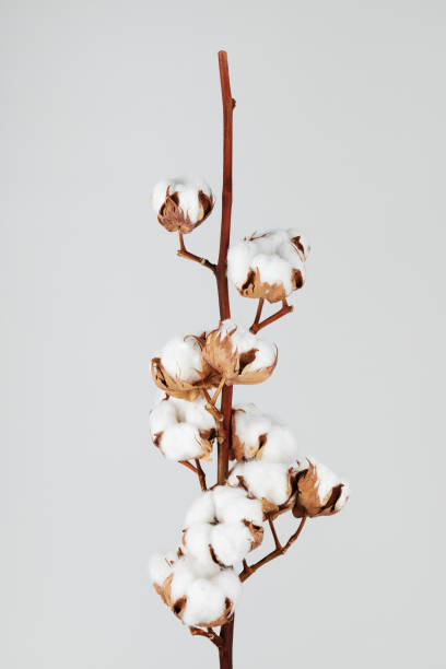 istock Minimal flat lay composition from delicate cotton branch flowers for design with blank space. 1494584345