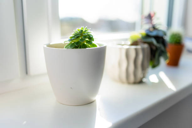 istock Assorted cactus and succulent plants in colourful flower pots on a windowsill. Decorating house windows at summer. 1494586699