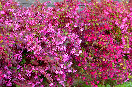 Loropetalum chinense, commonly called Chinese fringe flower, is a white-flowered broad-leaved evergreen shrub of the witch hazel family. It is native to woodlands in Japan, China and Southeast Asia. Leaves are pale green. Lightly aromatic, spidery flowers bloom in clusters in spring (late March-April). Each flower has four narrow, downward-drooping, strap-shaped white petals. However, it is the rubrum variety, with its reddish or pink flowers, that made this shrub popular in landscaping.