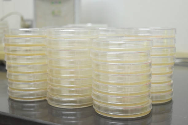 istock Colonies of bacteria growth on agar plate medium in laboratory. 1494588275
