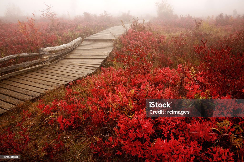 Promenades dans la nature en automne - Photo de Automne libre de droits