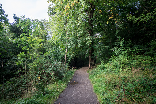 Walkway Path With Green Trees in the Forest