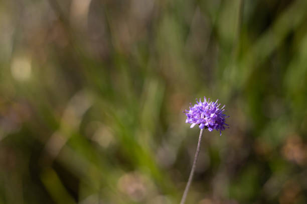 A Succisa Pratensis flowering plant in front of out-of-focus green foliage.