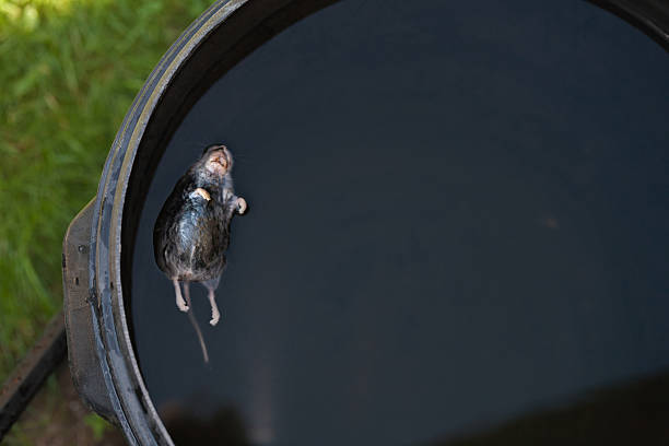 Drowned Mouse Stock Photo - Download Image Now - Barrel, Close-up