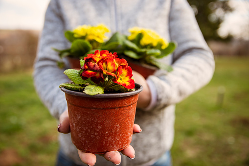 Woman in garden holding in Hands potted flowers, close up. Copy space