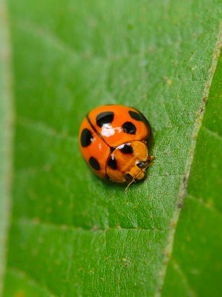istock macro shot of ladybugs on a green leaf 1494590722