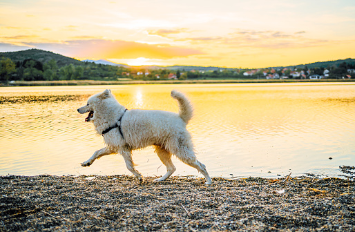 Beautiful Samoyed dog walking by the lake during sunset