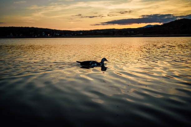 istock Duck swimming in the lake 1494591035