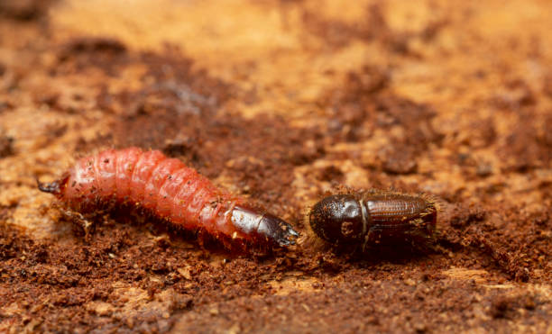 ant beetle, thanasimus formicarius larva and european spruce bark beetle, ips typographus on coniferous wood - formicarius imagens e fotografias de stock