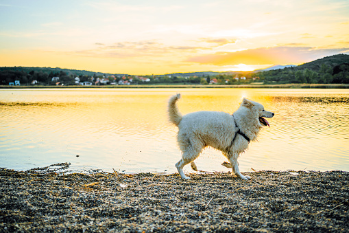 Beautiful Samoyed dog walking by the lake during sunset