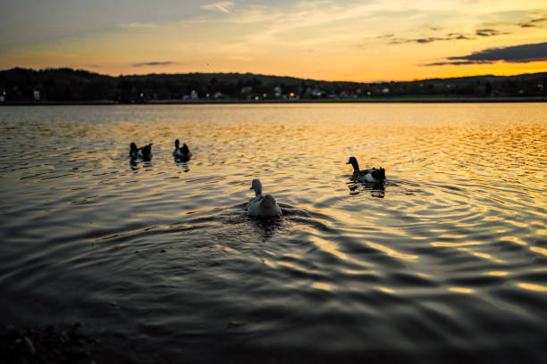 Free Stock Photo of Ducks swimming in a golden hour wetland | Download ...