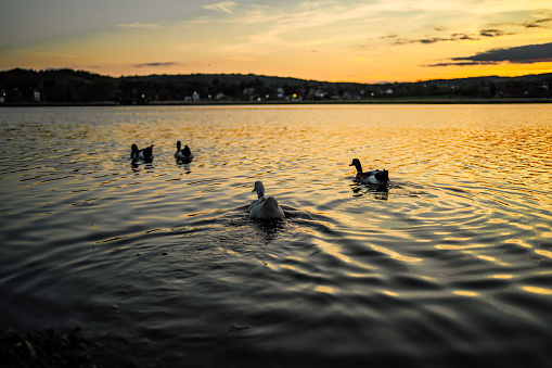 Ducks swimming in the lake during sunset