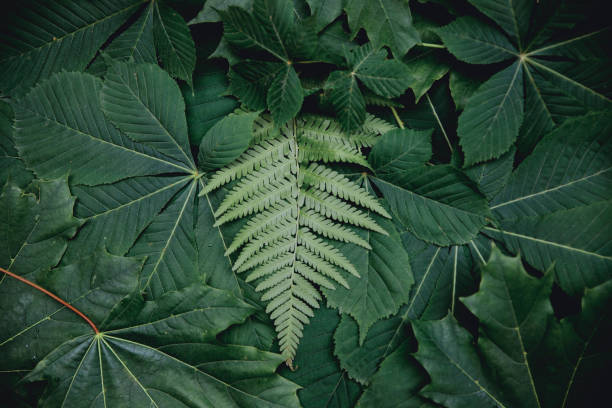 Bracken fronds