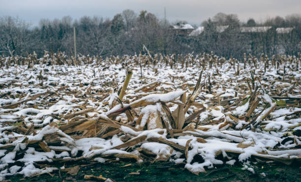 corn shoots after harvest. corn cone in the field among the first snow. countryside background with trees. - corn snow field winter imagens e fotografias de stock