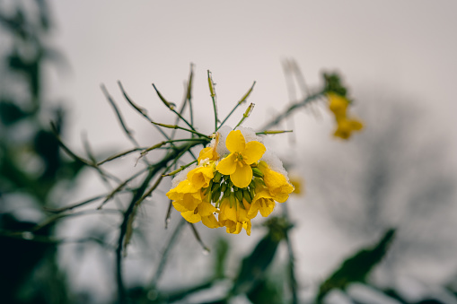 Yellow rapeseed flowers in rain and snow