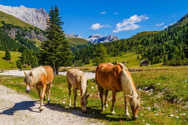 Horses grazing in Val Duron, a beautiful valley in the Dolomites. Trentino-Alto Adige, Italy