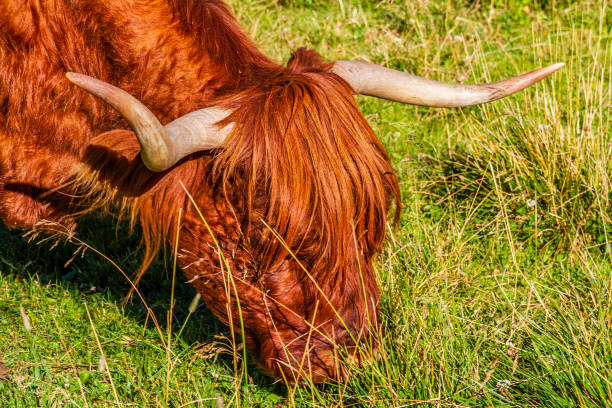 Red Highland cow grazing (Trentino-Alto Adige, Italy)