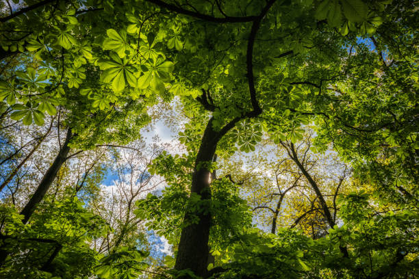 waldkronen mit laub von kastanienbäumen - chestnut tree leaf sunlight tree stock-fotos und bilder