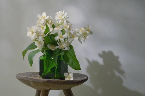 Beautiful Bouquet With Fresh Jasmine Flowers In Vase Beautiful Bouquet With Fresh Jasmine Flowers In Vase On Old Wooden Chair jasminum officinale stock pictures, royalty-free photos & images