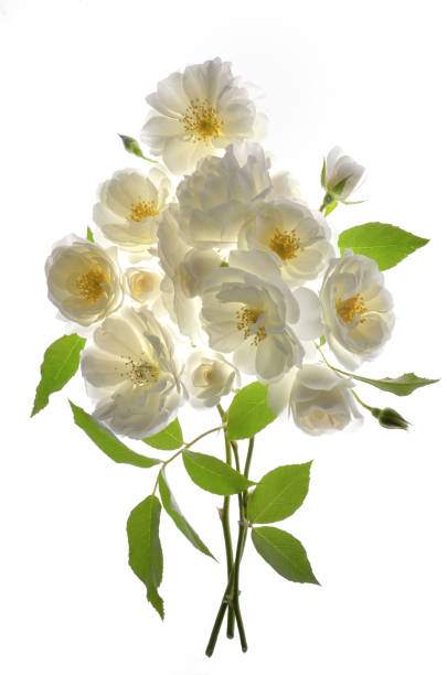 istock Bouquet Of Fresh Wild White Roses 1494597702