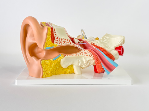 Human auditory system model