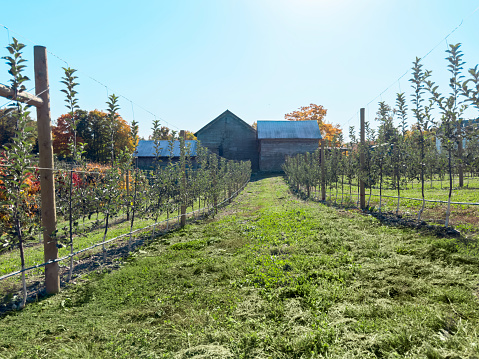 Wide angle view of an orchard