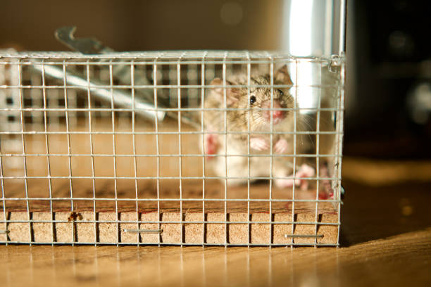 生きたまま捕まったマウス